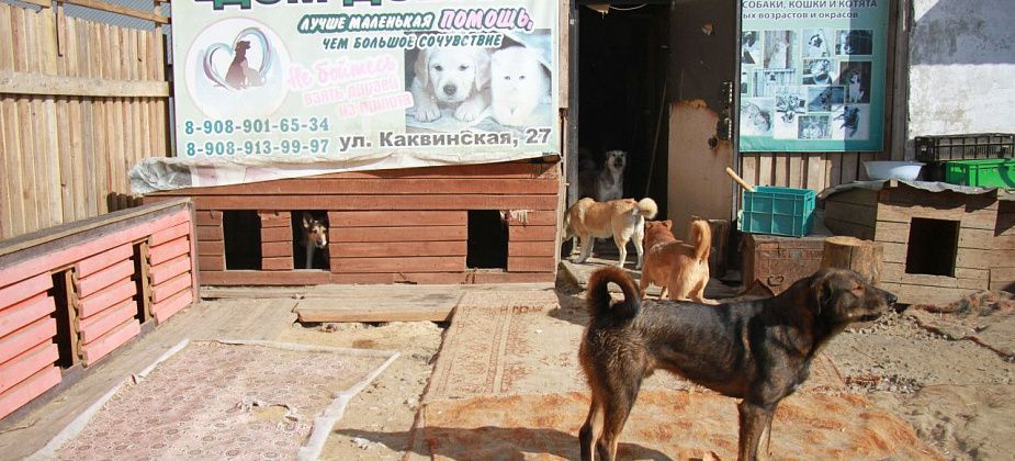 "Дом добра" ищет серовчан, готовых стать волонтерами и тех, кто будет работать в приюте за деньги