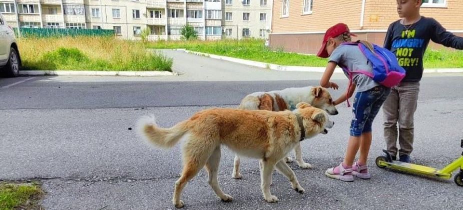 Псу Пятнаху, на которого напали с ножом, и его сестре ищут хозяев