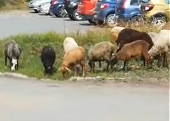 Неподалеку от больницы Серова козы и барашки совершили набег на клумбу 