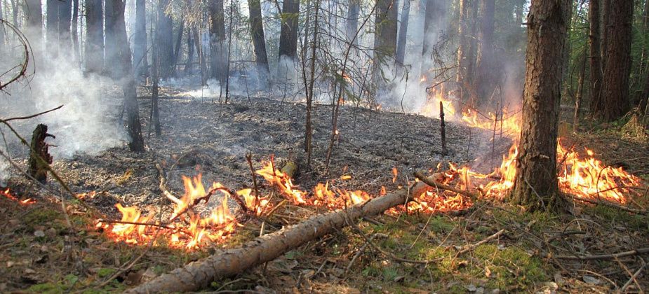 С начала года в Серовском лесничестве произошел один лесной пожар. В Свердловской области - 760