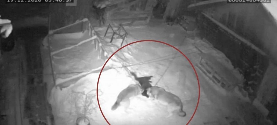 Горожане делятся видео, где волки загрызли хозяйскую собаку. Сообщаем: это видео не из Карпинска