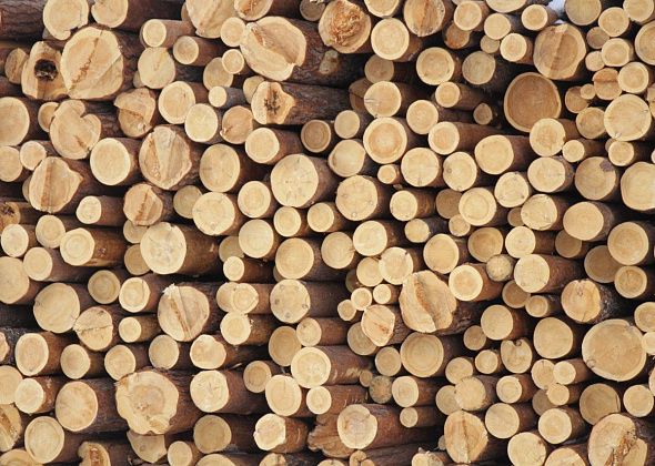 В Серове с осужденного за контрабанду леса взыскали 2 миллиона рублей в доход государства