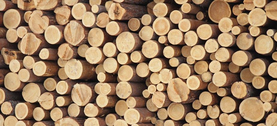 В Серове с осужденного за контрабанду леса взыскали 2 миллиона рублей в доход государства