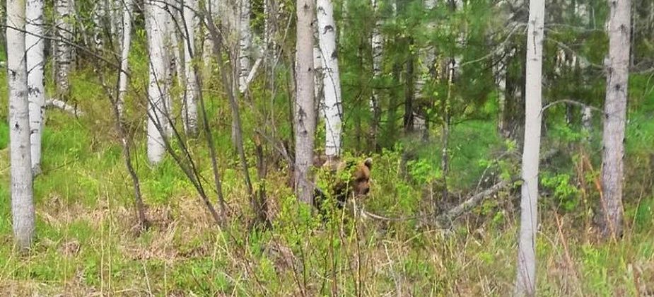 Под Серовом гуляет медведь