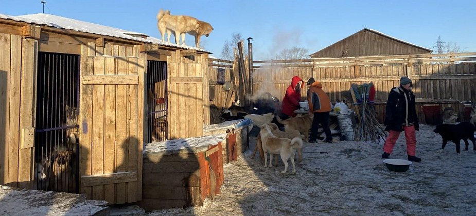 "Кроме нас им помочь некому." Активисты "Взаимопомощи на дорогах" провели субботник в приюте для животных