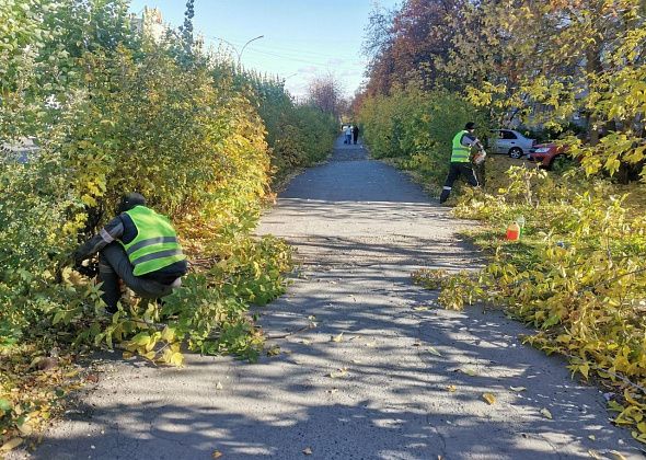 На обрезку деревьев и уход за ними из бюджета Серова выделено больше миллиона рублей