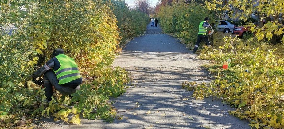 На обрезку деревьев и уход за ними из бюджета Серова выделено больше миллиона рублей