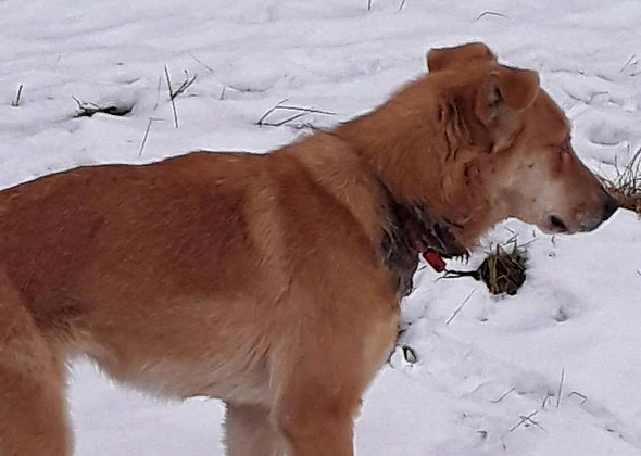"Животное медленно умирает"... Волонтеры зоозащиты обеспокоены судьбой рыжего пса, который бегает по Серову
