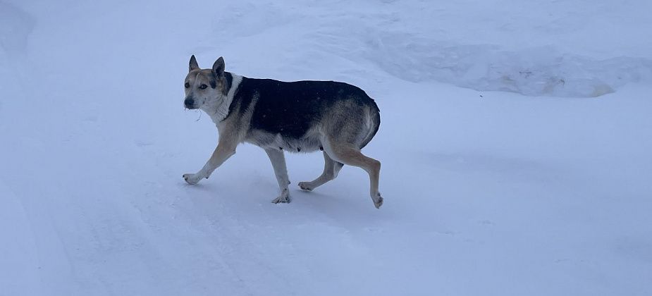 “Целеустремленно ходили, пока всех не истребили”. Серовчане рассказывают о гибели бездомных собак