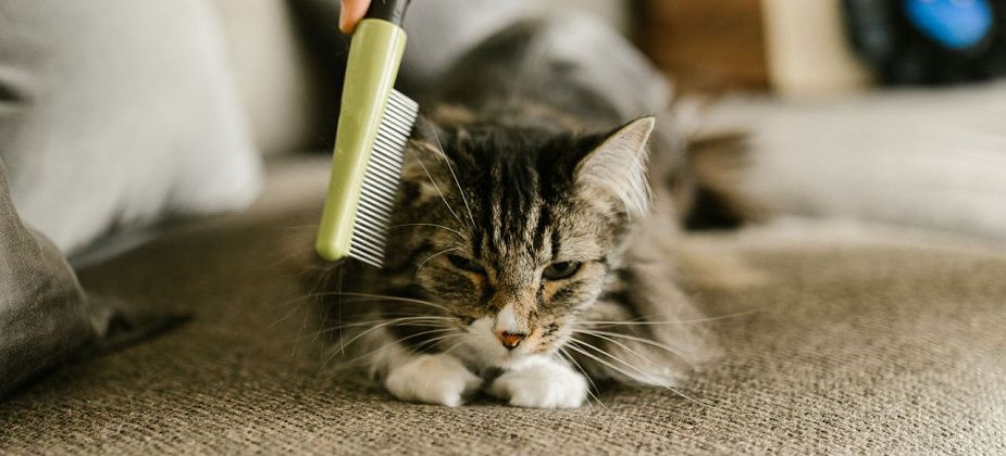 Как правильно ухаживать за питомцем и к чему нужно приучать его с “молочных зубов”?