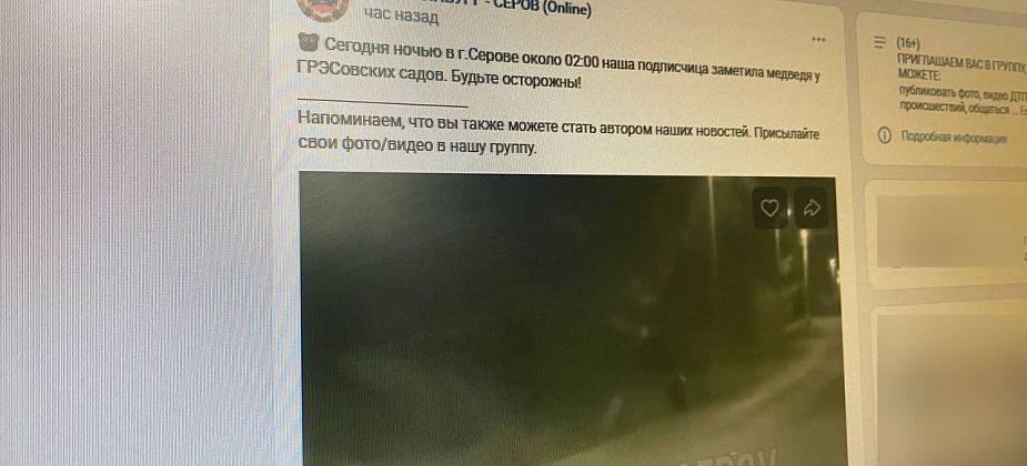 На дороге ведущей в поселок Энергетиков замечен медведь?