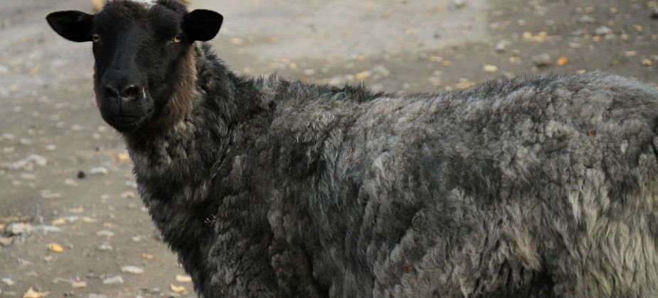 В Серове пройдет сельскохозяйственная микроперепись
