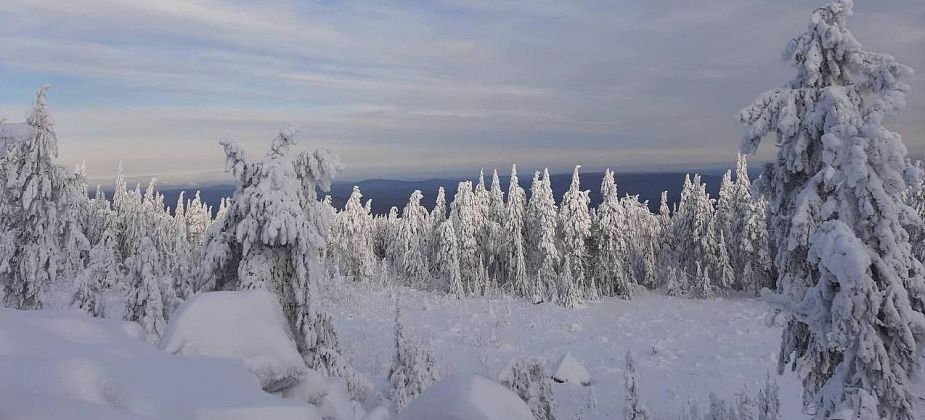 Синоптик: начало февраля будет мягким и бесснежным