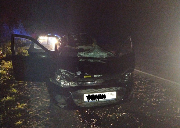 Под Серовом автомобиль столкнулся с лосем. Пострадали водитель и пассажирка