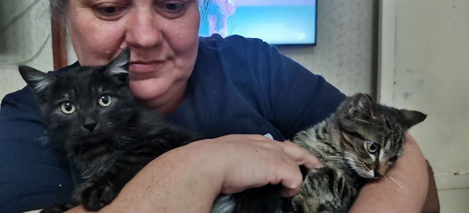 “Таня, забери себе. Или в лес увезем”. Рассказываем о передержке для бездомных кошек и волонтере Татьяне Лапшиной