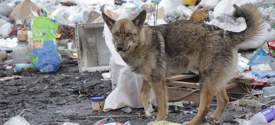 Собаки и снег. Читатель - о двух проблемах Серова