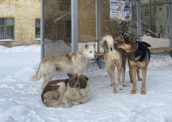 В Серове заключили новый контракт на отлов бродячих собак