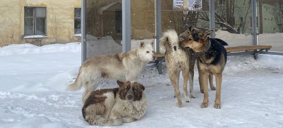 В Серове заключили новый контракт на отлов бродячих собак