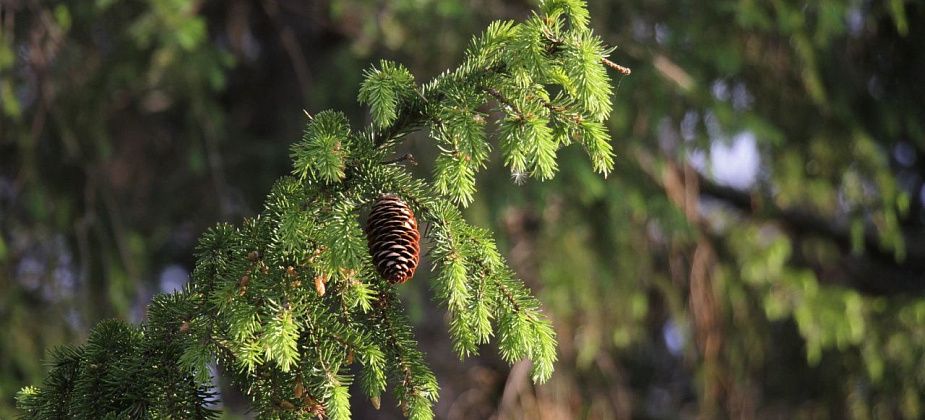 В рамках всероссийской акции «Сохраним лес» в Серовском лесничестве высадят 100 елей