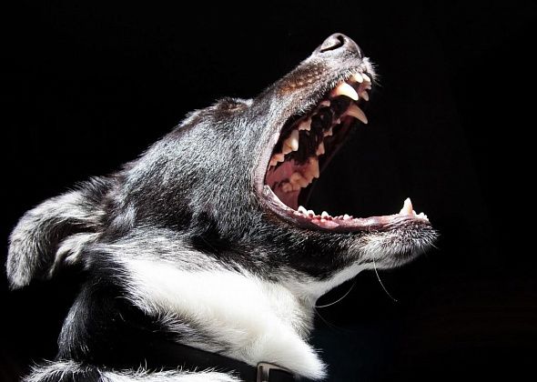 Власти одного из свердловских городов выплатят материальную компенсацию ребенку, укушенному собакой