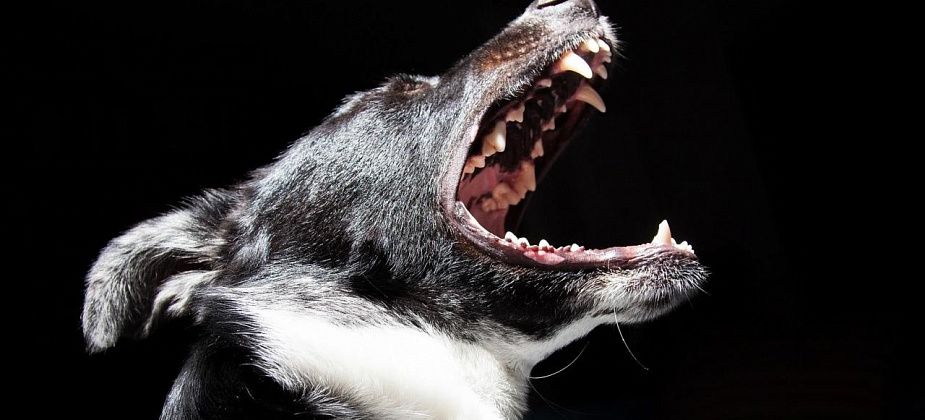 Власти одного из свердловских городов выплатят материальную компенсацию ребенку, укушенному собакой