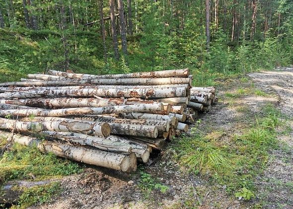 Власти Серова перечислили случаи, при которых можно вырубать деревья без разрешения