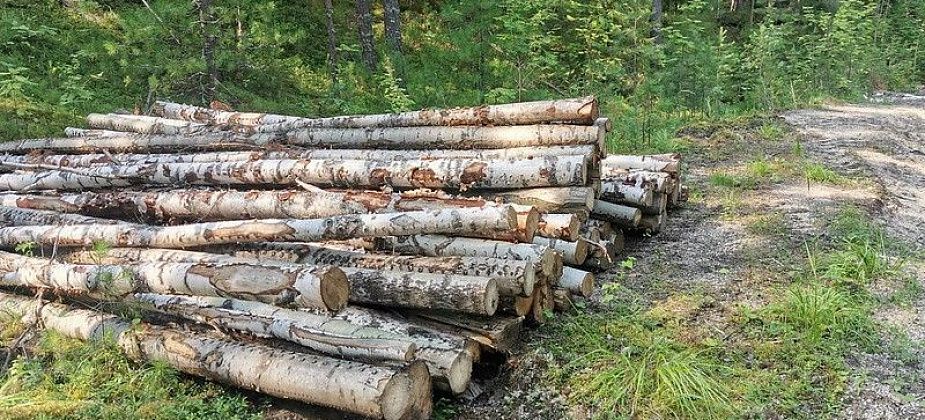 Власти Серова перечислили случаи, при которых можно вырубать деревья без разрешения