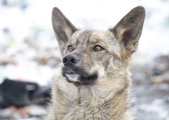 "Стройтрест" подписал договор на отлов собак в Серове