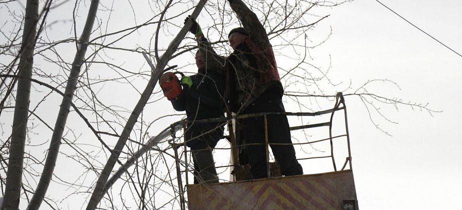 На обрезку и валку деревьев и кустарников, вырезку мелколесья из бюджета Серова выделено больше 5 миллионов рублей