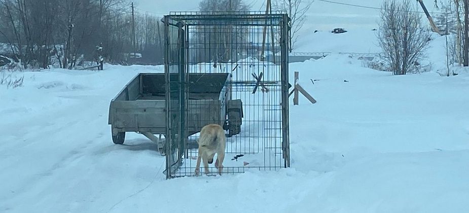 В Серове заключен очередной договор на отлов собак на 600 тысяч рублей