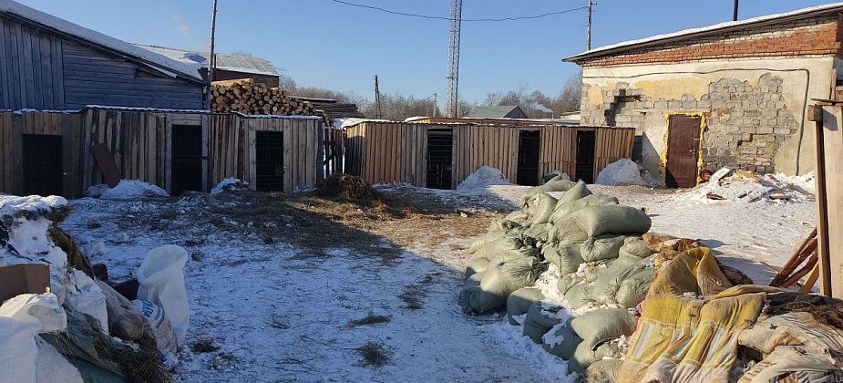 В Серове зоозащитницу с 60 собаками хотят выселить с территории: "Все эти псы отправятся в город"