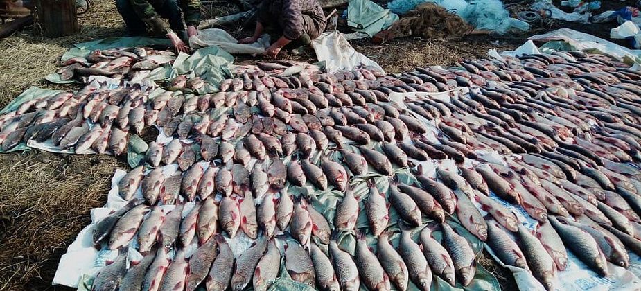 В Серове судили браконьеров, которые в Гарях выловили 856 язей