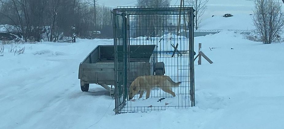 В Серове в 2023 году отловлено 186 собак. Больше всего в районе новой школы и ТЦ "Небо"