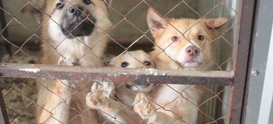 В Серове утвердили порядок отлова и содержания безнадзорных животных