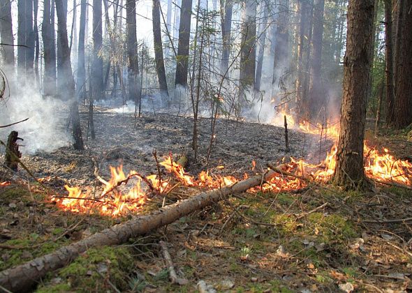 В лесах регионального значения Свердловской области введен режим чрезвычайной ситуации