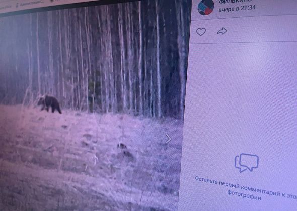 В районе Новой Колы ходил медведь