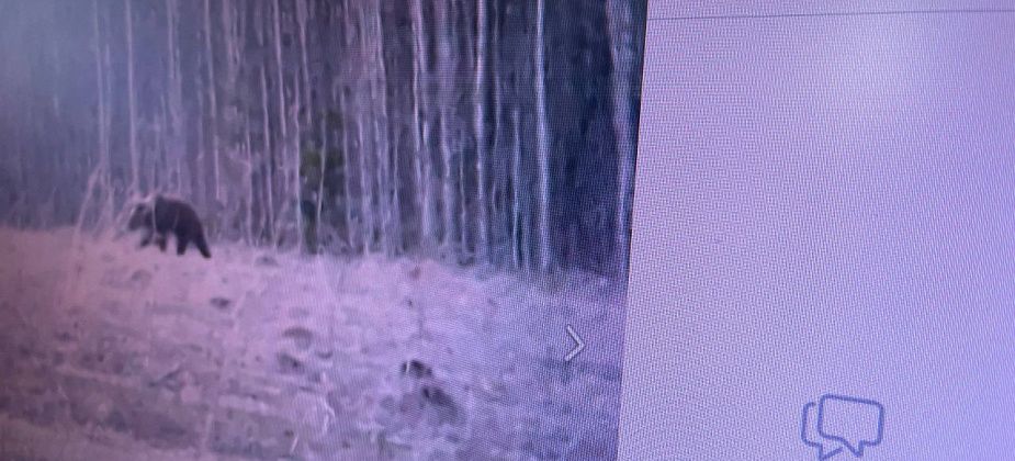 В районе Новой Колы ходил медведь