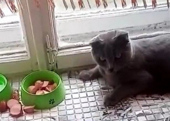 В Серове обнаружен кот, который ест лежа