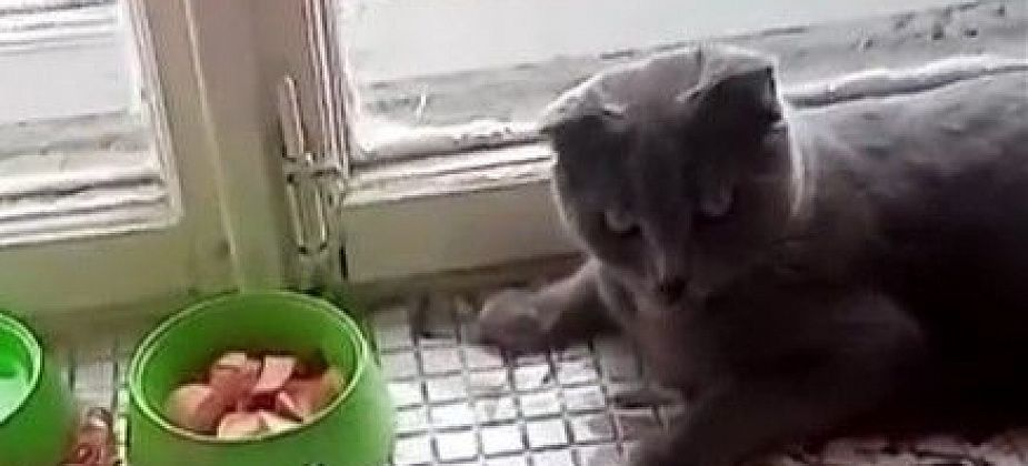 В Серове обнаружен кот, который ест лежа