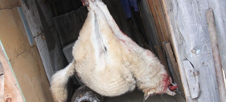 Департамент по охране животного мира рассказал о ситуации с волками в Серове, Сосьве и Гарях