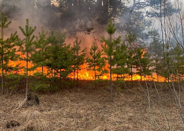 В первый день действия противопожарного режима в Серовском лесничестве произошел пожар