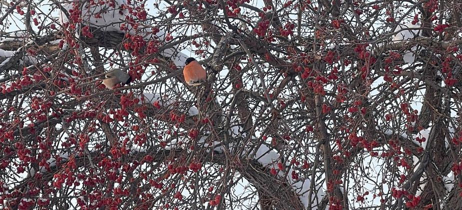 Март на севере области начнется 30-градусными морозами 