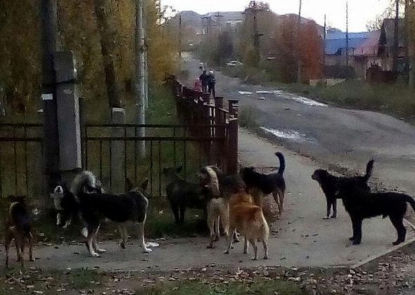 Госдума приняла закон об ответственном обращении с животными