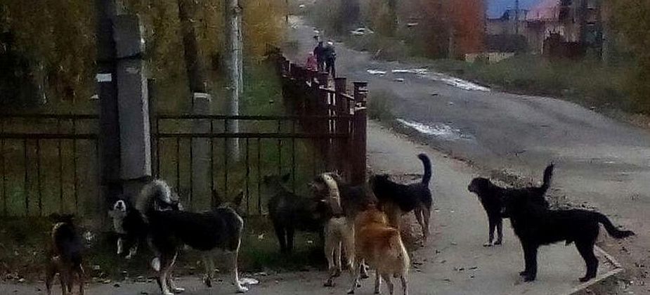 Госдума приняла закон об ответственном обращении с животными