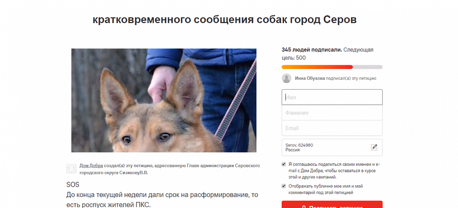 Серовские зоозащитники создали петицию против выпуска отловленных собак