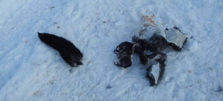 Следы очередной жертвы волков нашли в поселке под Серовом. «Остались задняя ножка и хвостик»