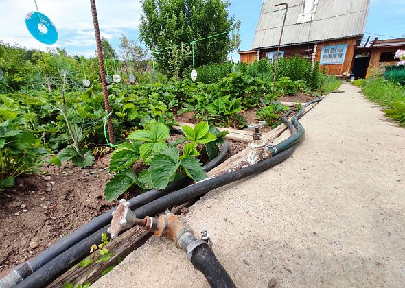 Казначей коллективного сада с помощью "Глобуса" разыскала собственников заброшенного участка