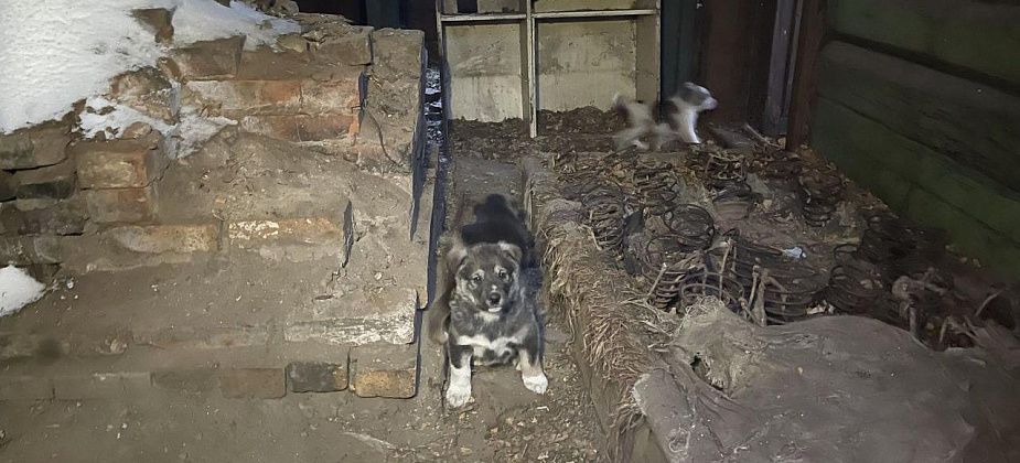 Глава Серова: жалоб на собак в заброшенном доме на улице Хасановцев не поступало