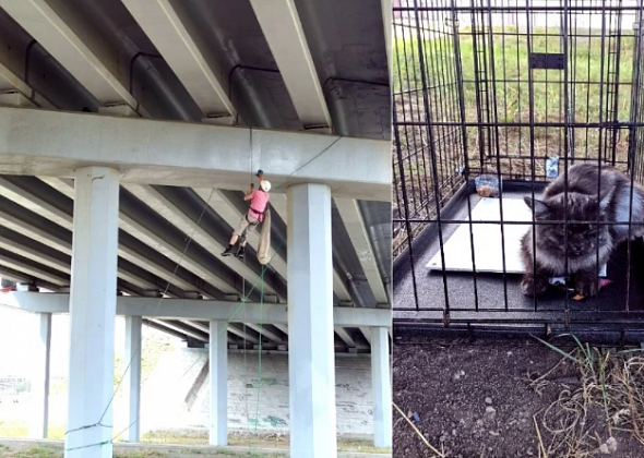 В Свердловской области спасли кошку, которая несколько суток просидела на несущей балке моста