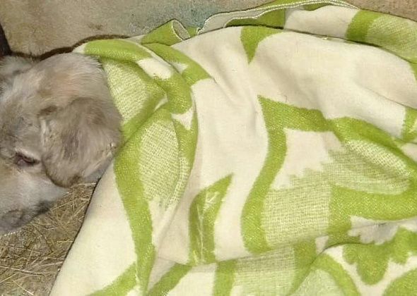 Два километра нес на руках: горожанин спас бездомную собаку, которую сбил поезд